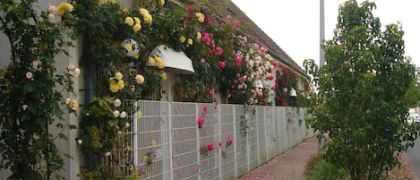 A building with a white exterior, a metal fence, and a variety of flowering plants, including roses, along the side.
