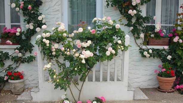 Un edificio blanco con cerca de piquetes blancos y un árbol con flores rosadas y blancas.