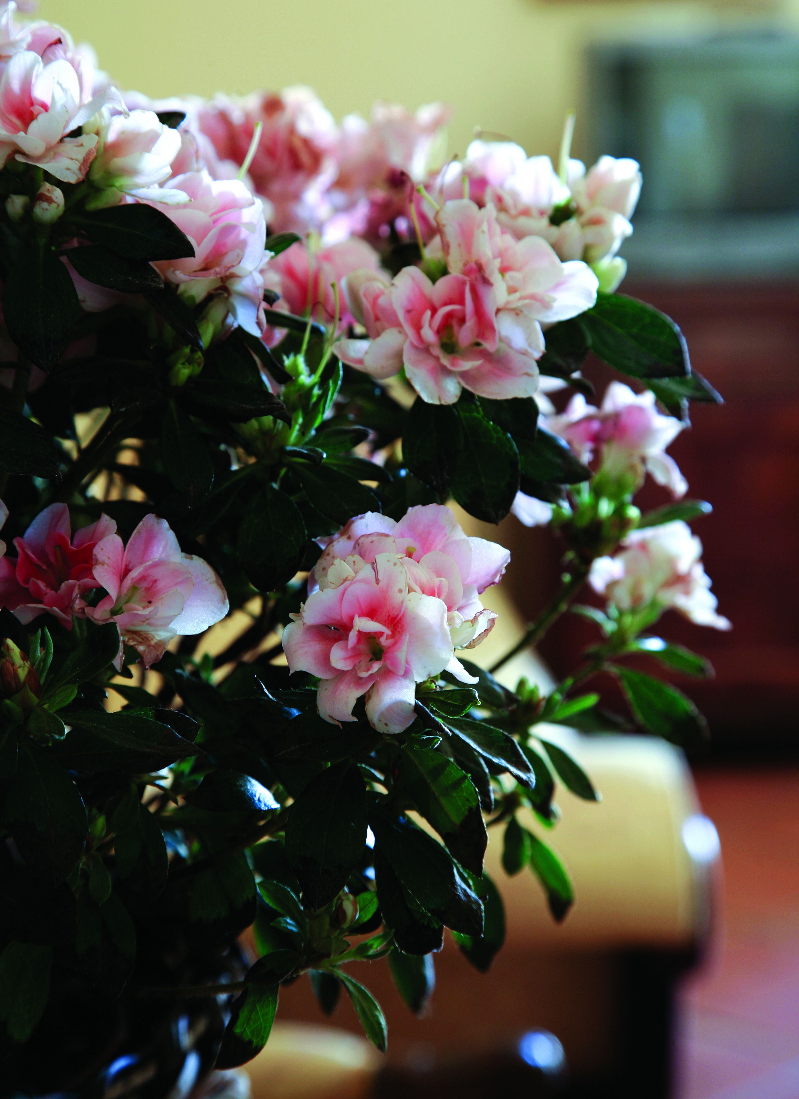 Foto - B&B Luna Caprese