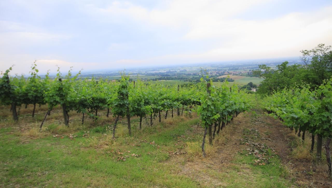 Ein Weinberg mit Rebenreihen und im Hintergrund eine Ansicht einer Stadt.
