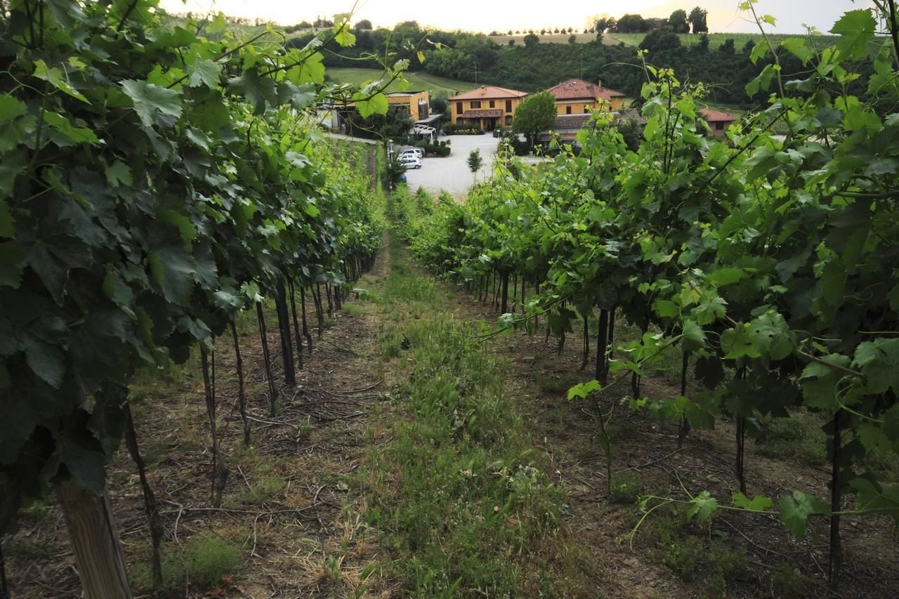 Foto - Agriturismo Gaggioli Borgo Delle Vigne