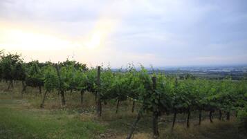 Un vignoble où s'étendent à perte de vue des rangées de vignes.
