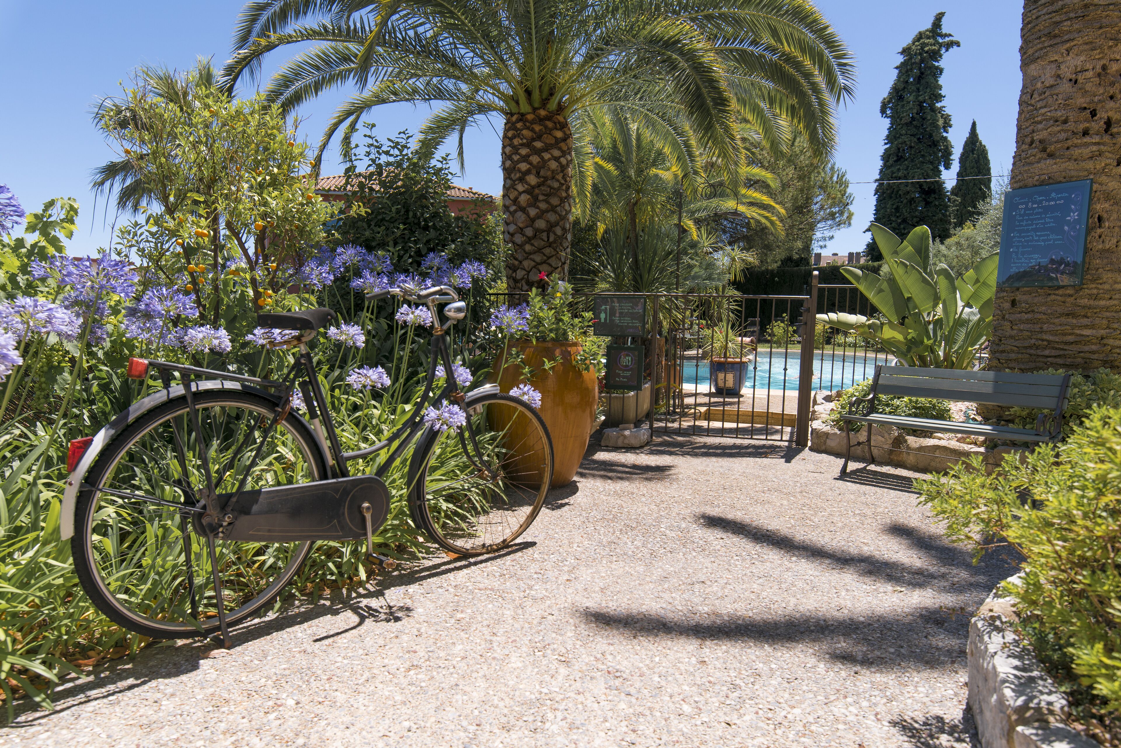 A pathway leading to a pool area with a bicycle parked on the side, surrounded by greenery and a palm tree.
