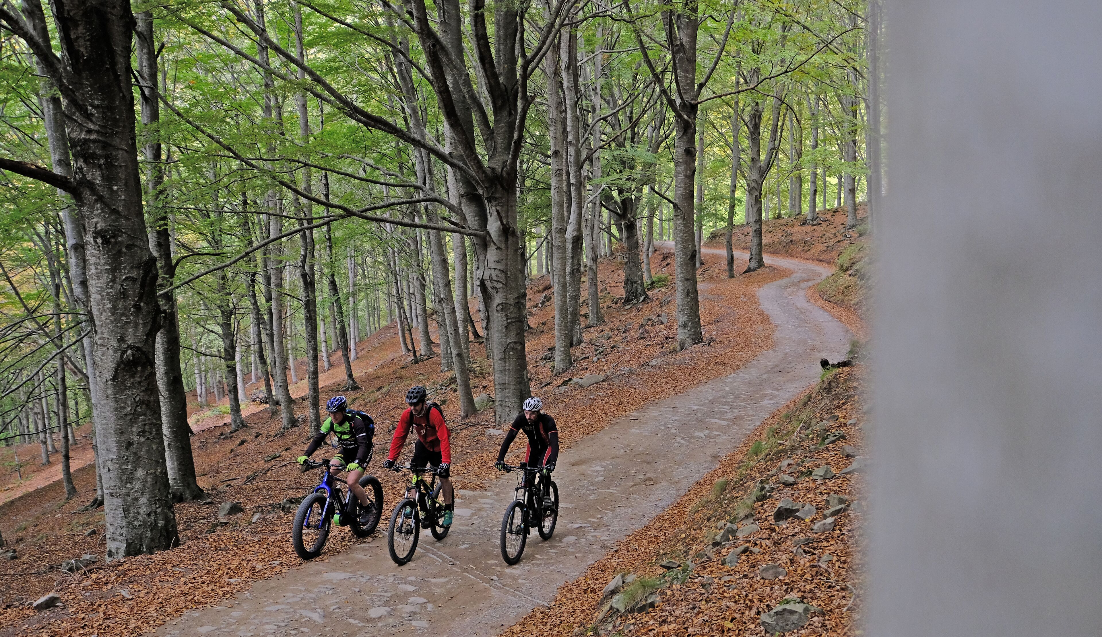 Tres ciclistas en un camino sinuoso que atraviesa un bosque con suelo cubierto de hojas.