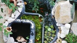 A garden with a pond, rocks, and plants. - Puesta de Sol (Tramonti)