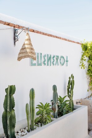 A wall with the name "LUXISXOLO" and various cacti.