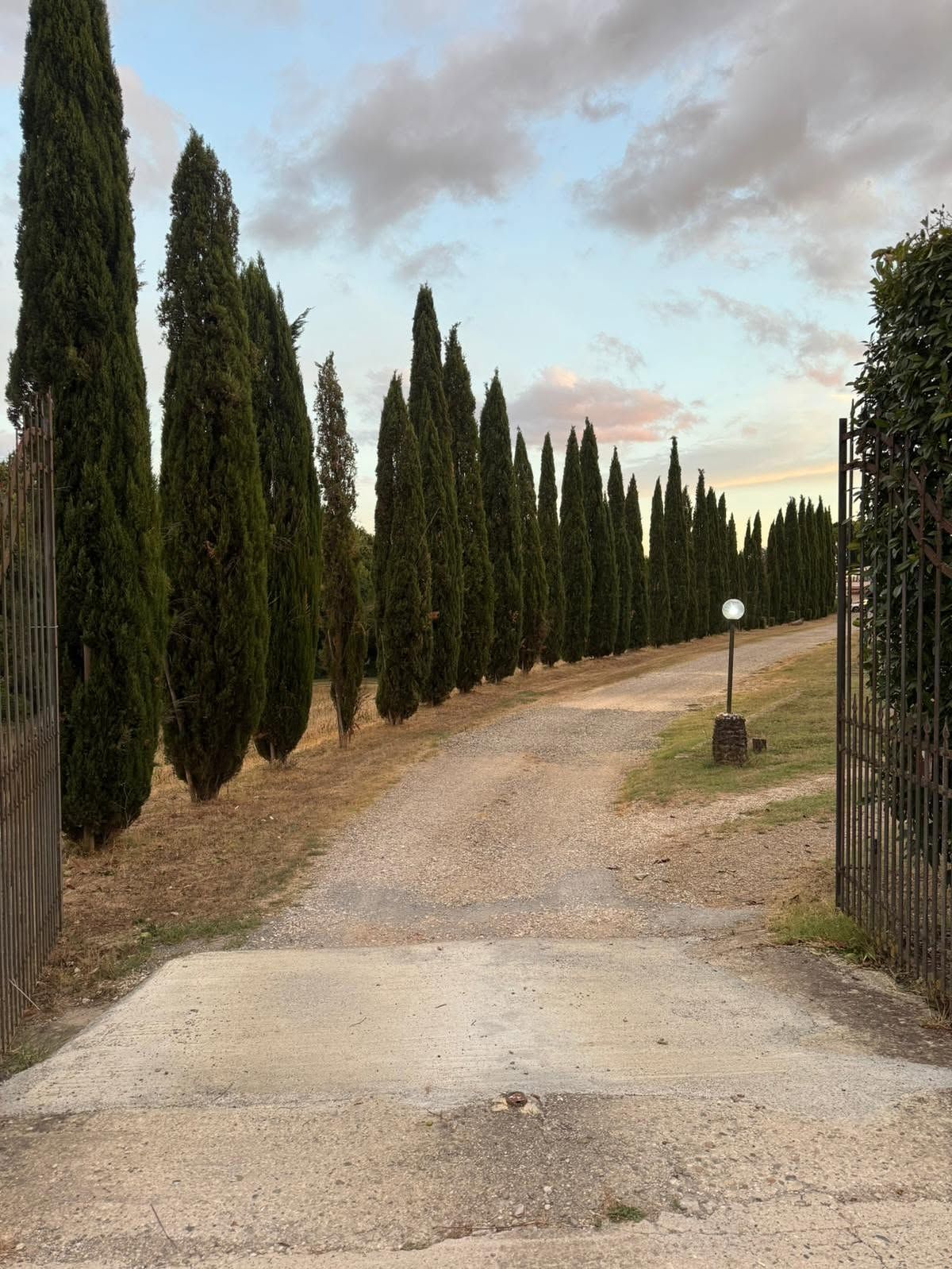A gravel path leading through a row of tall, narrow trees, with a metal gate on the right.