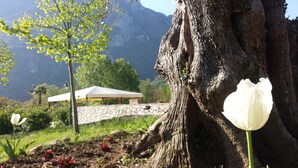 A large tree trunk, a white tulip, and a stone wall with a covered structure in the background.