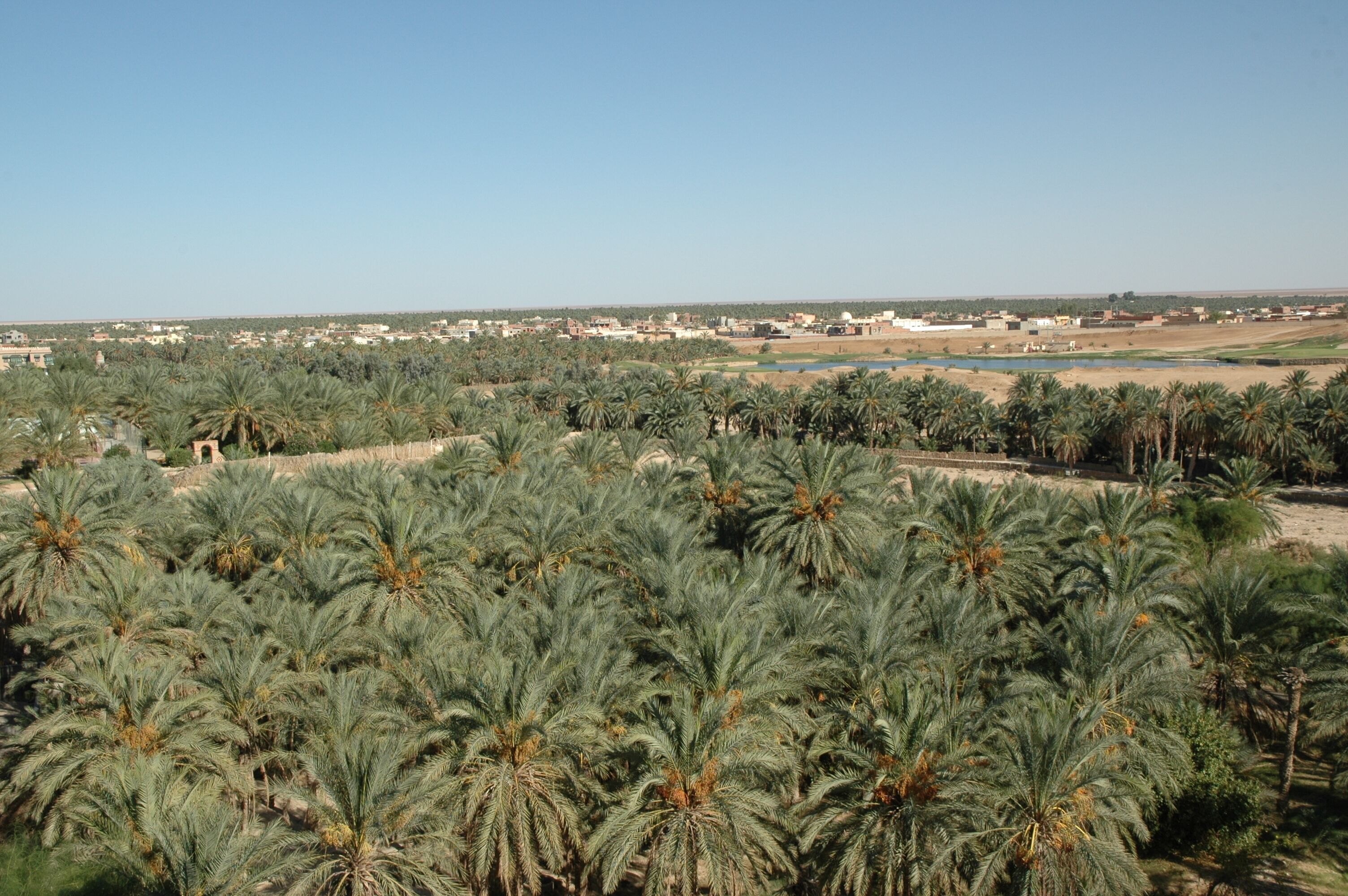 Une plantation de palmiers avec une vue lointaine sur une ville.