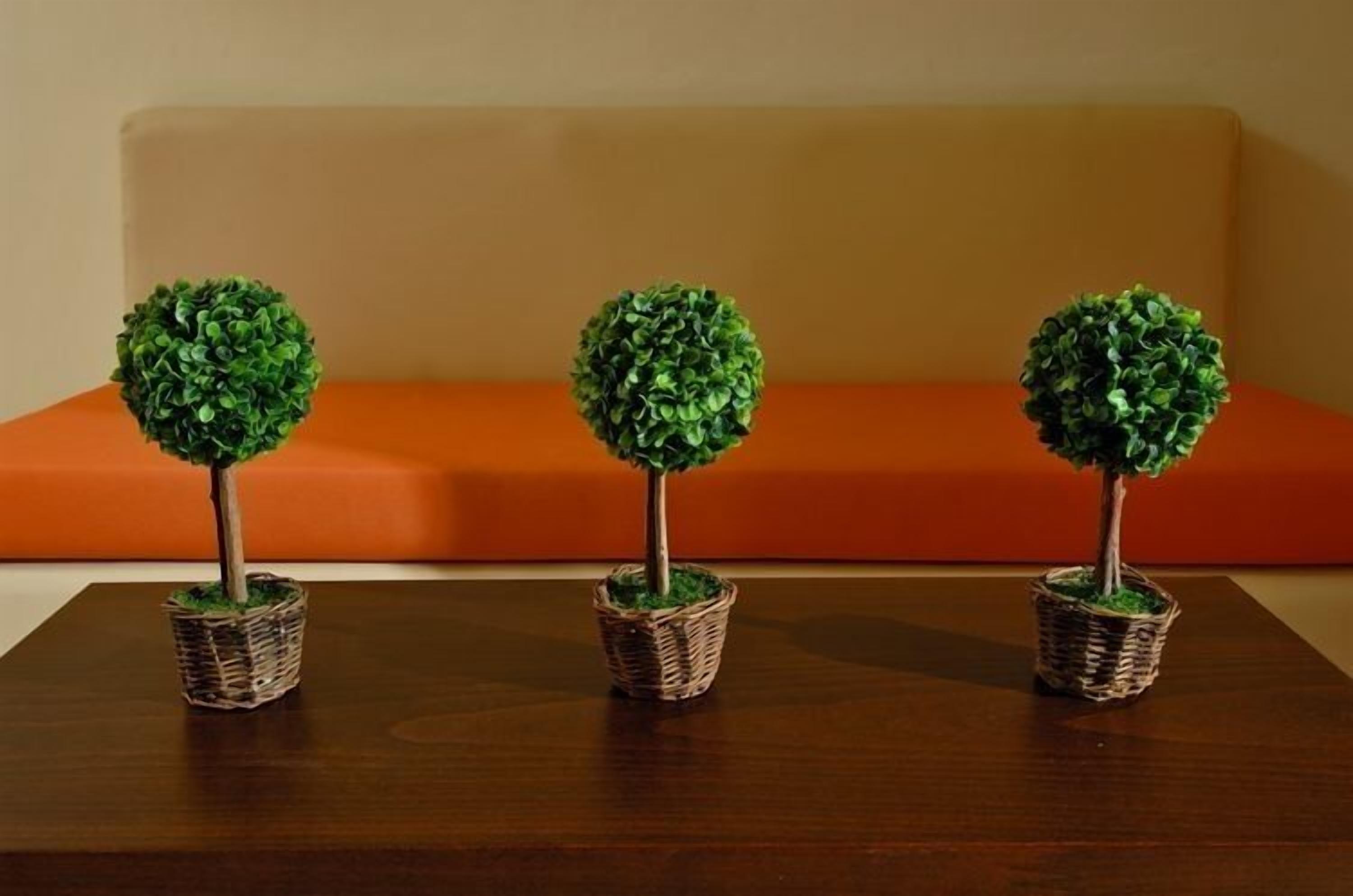 Three small potted trees on a wooden table against a beige sofa.