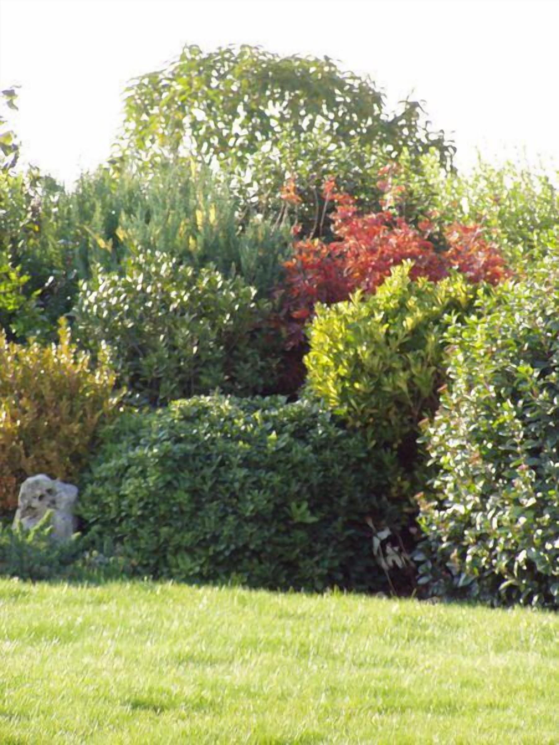 Un jardin bien entretenu, agrémenté de divers arbustes et d’une pelouse.