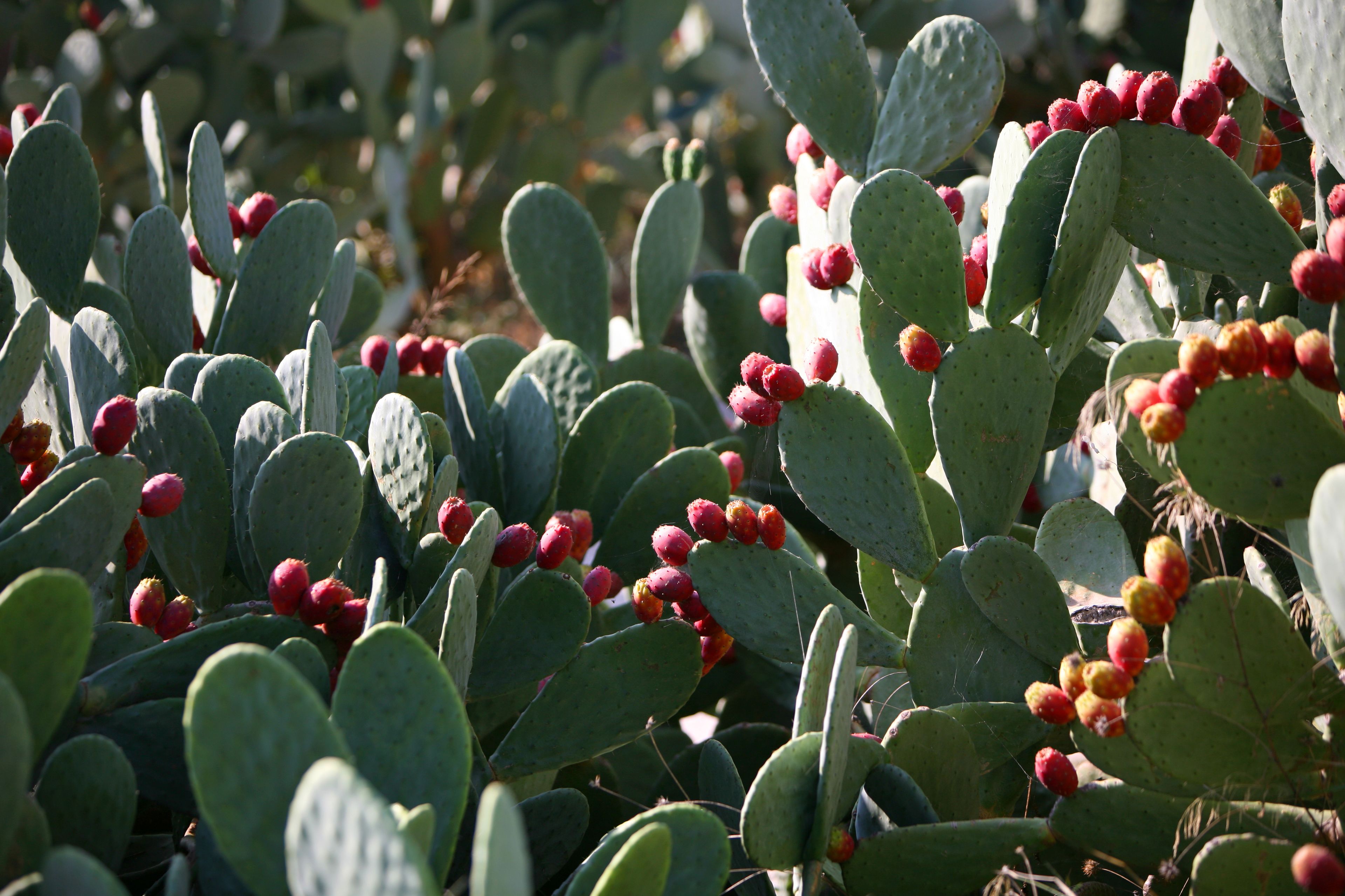 A close-up of a cactus with green pads and clusters of red and yellow fruits.
