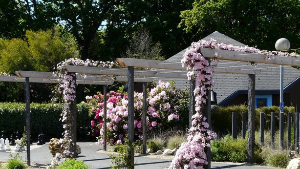 Un jardín con un pérgola cubierta de flores rosas, rodeado de rocas y arbustos.