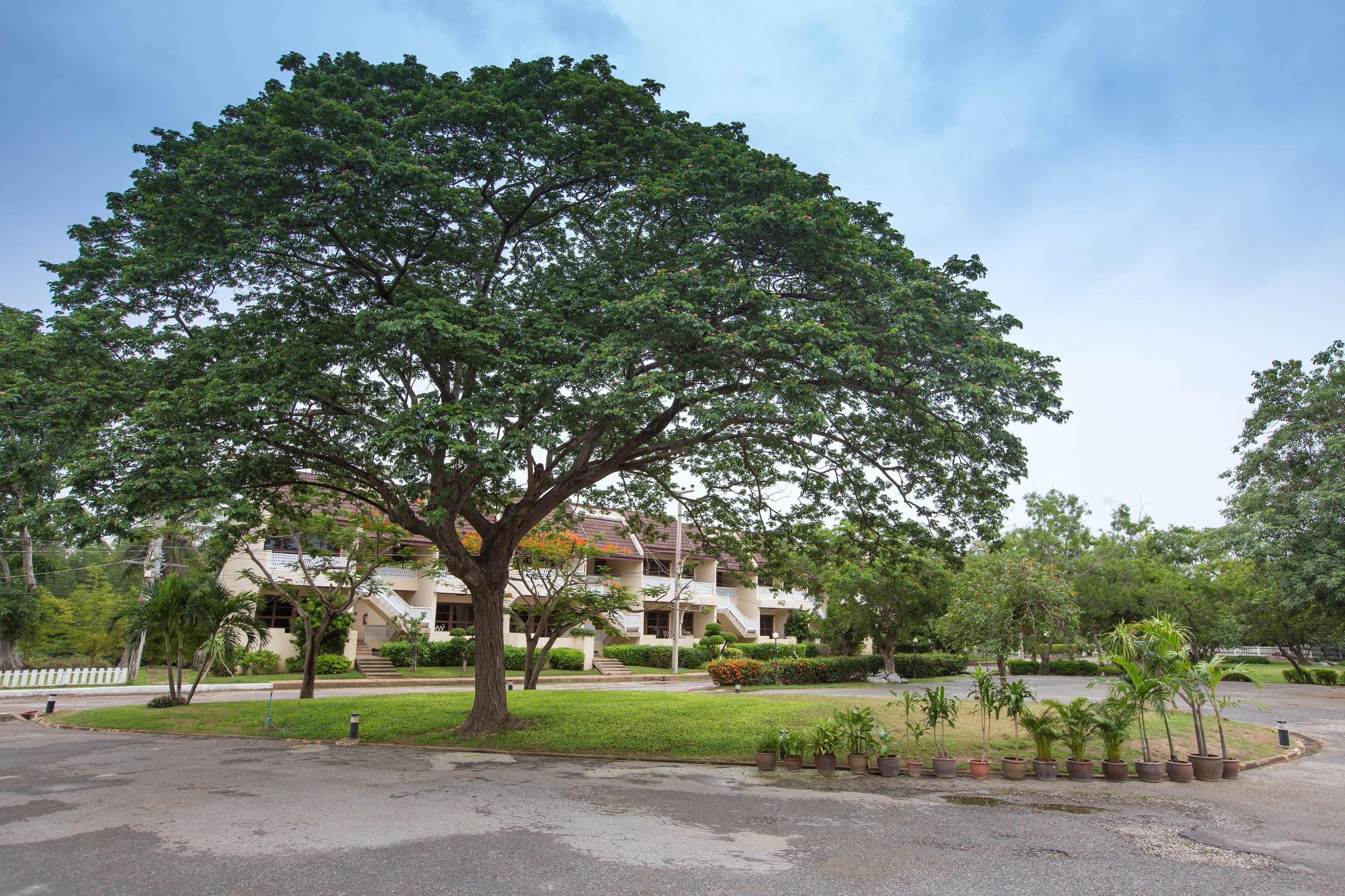 Un árbol grande frente a un edificio de varios pisos y balcones.