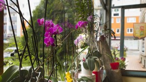 Ein Fensterbrett mit verschiedenen topfpflanzen, darunter Orchideen und ein kleiner Baum.