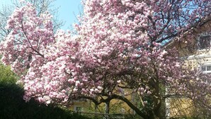 Ein Baum mit rosa Blüten in einer Wohngegend.