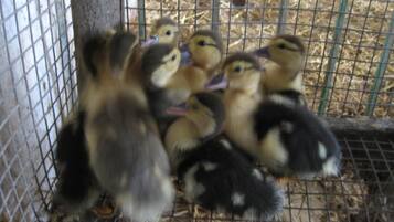 Un grupo de patitos en un recinto de alambre con cama de paja.