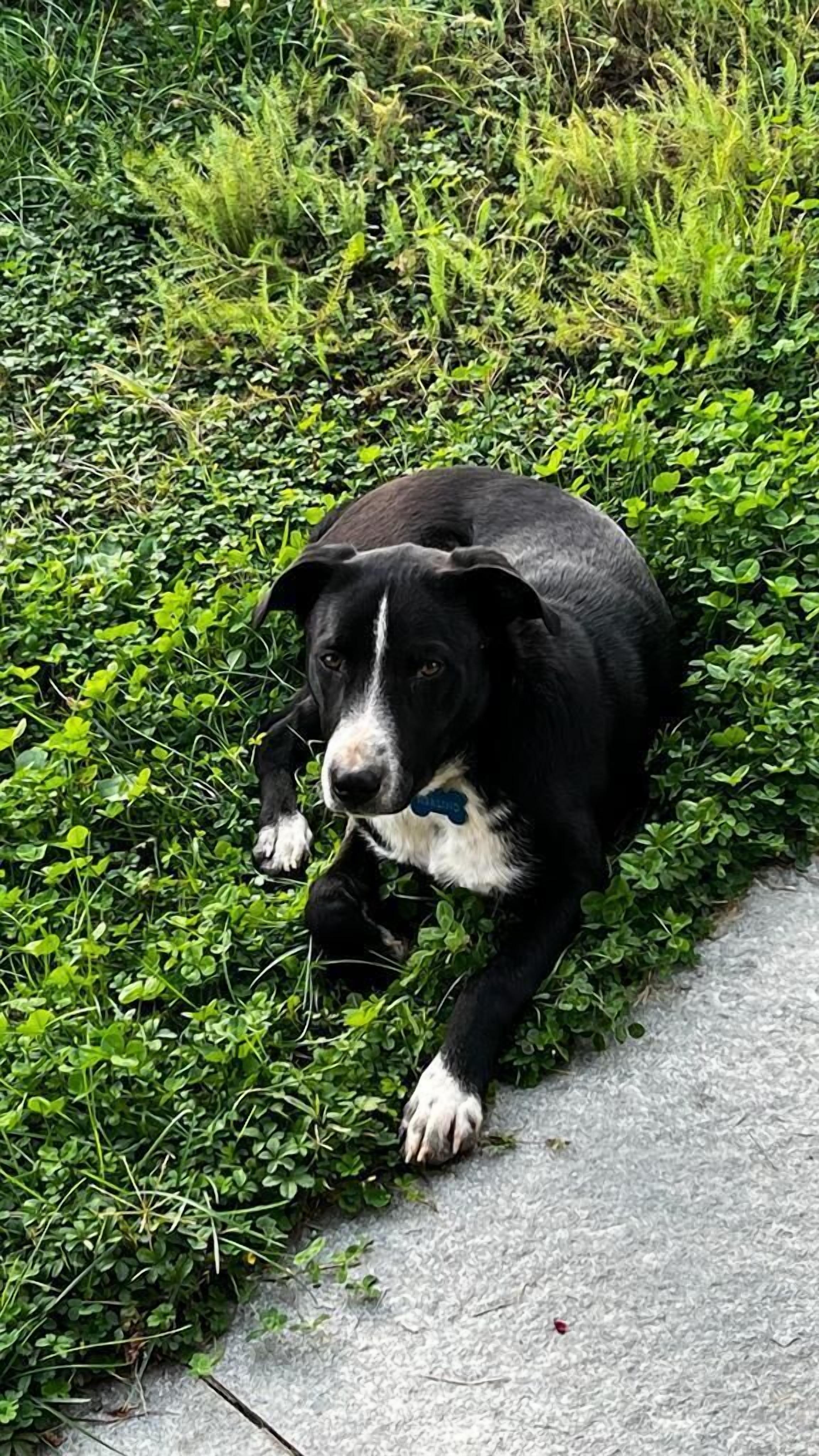 Ein schwarz-weißer Hund liegt auf Gras neben einem Betonweg.