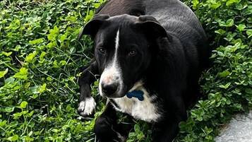 Ein schwarz-weißer Hund liegt auf Gras neben einem Betonweg.