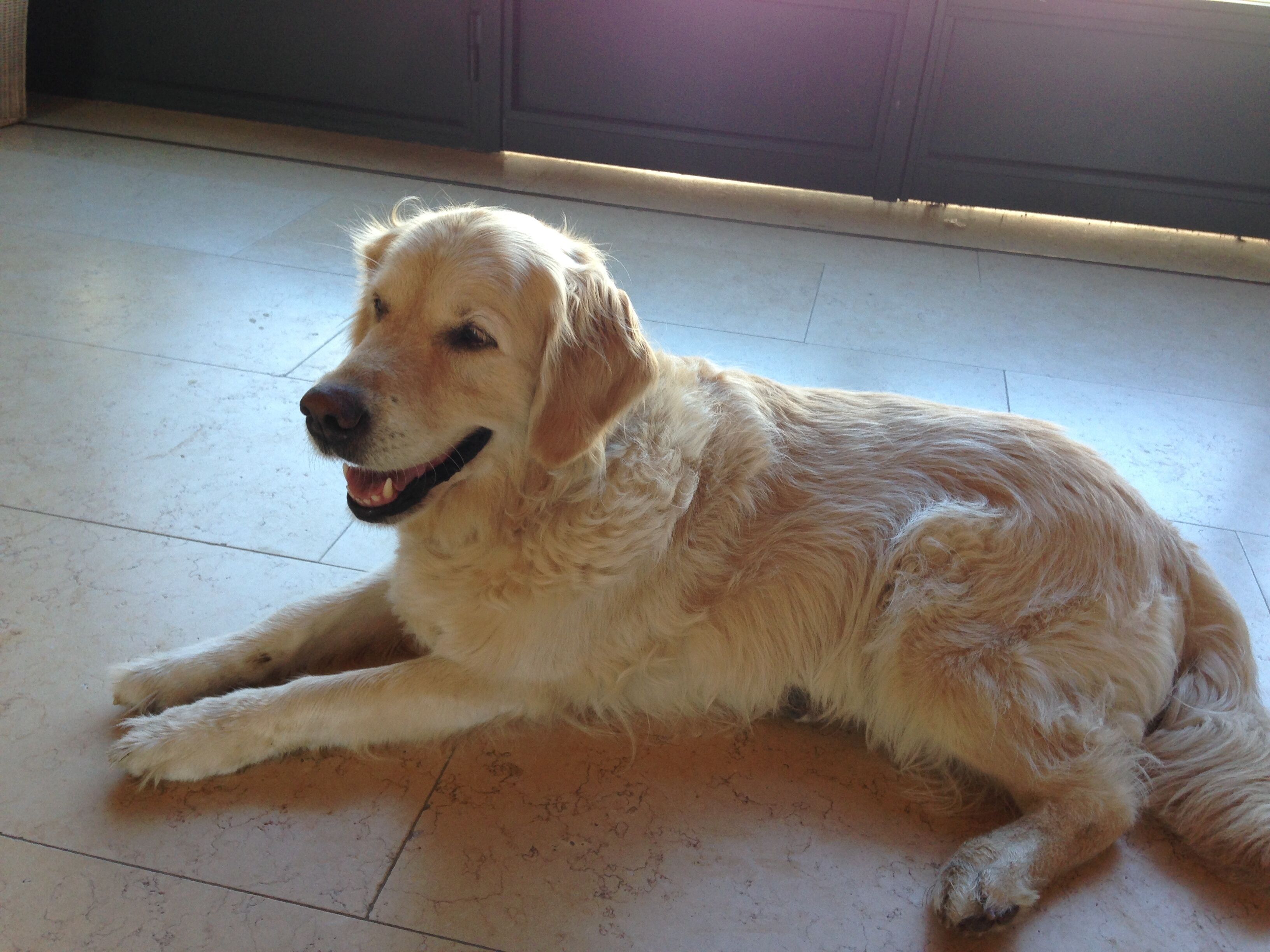 Un perro golden retriever acostado sobre un piso de baldosas.