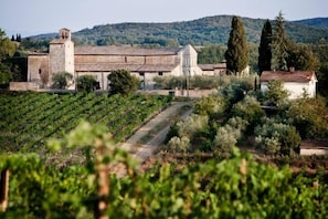 A vineyard with rows of grapevines and a building with a tiled roof.