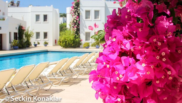 Una zona junto a la piscina con edificios blancos, una fila de tumbonas color beige y vibrantes flores de buganvilla rosadas.