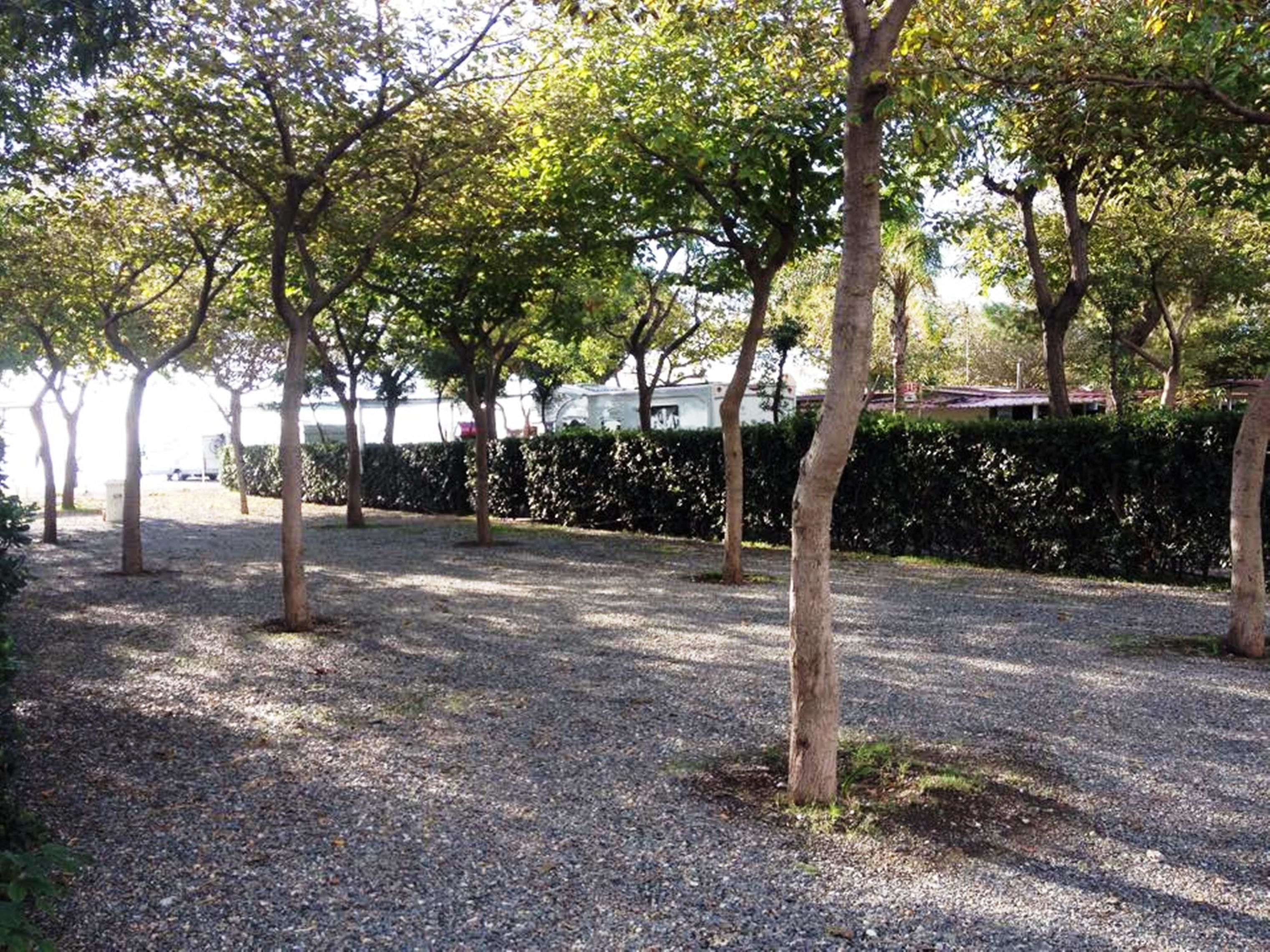 A gravel path lined with trees and a hedge.
