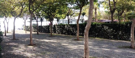 A gravel path lined with trees and a hedge.