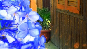 A wooden building with a potted plant and a blue flower in the foreground.