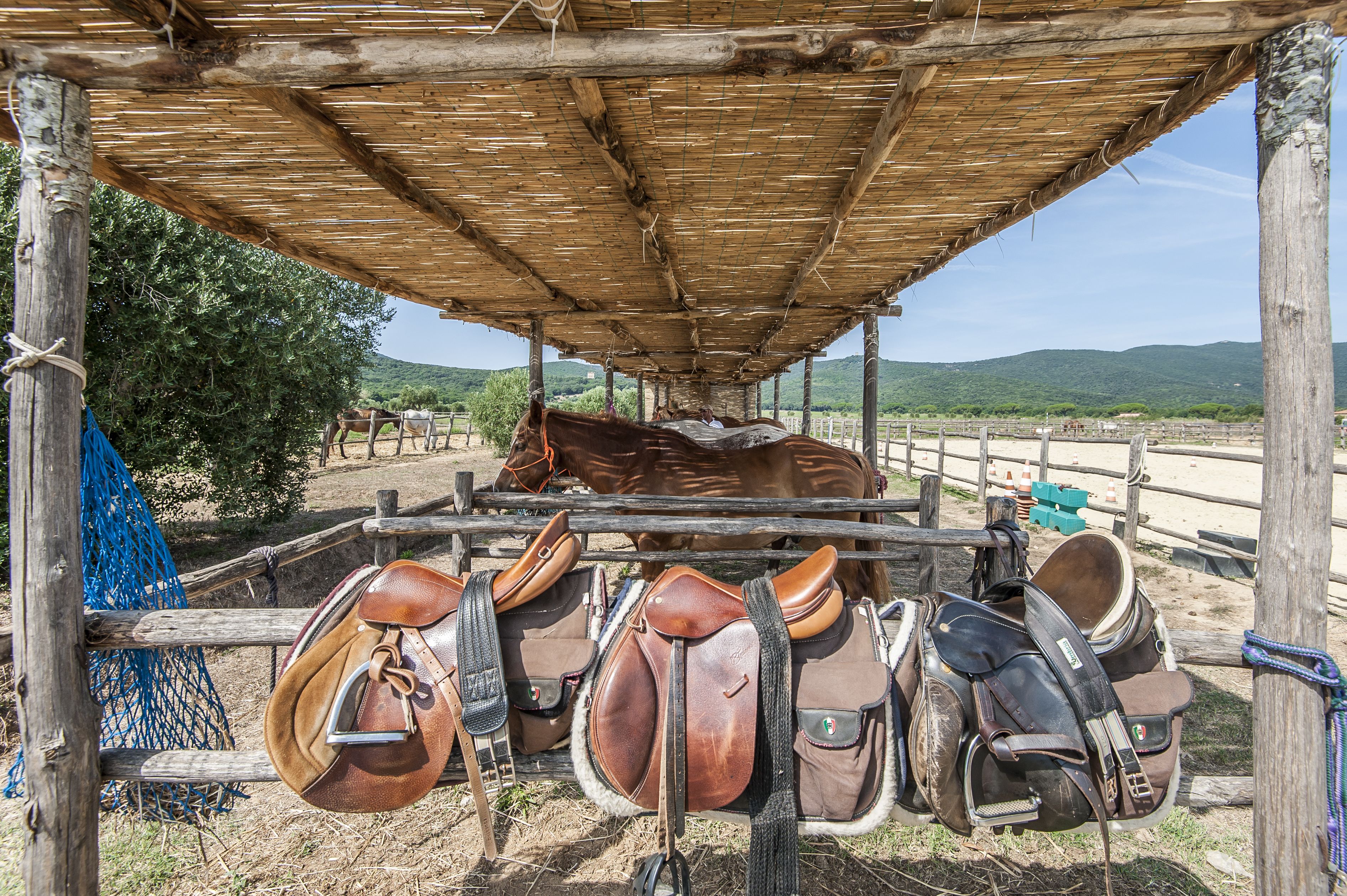 A stable with a wooden roof and a horse inside. There are saddles and bridles hanging on the wall.