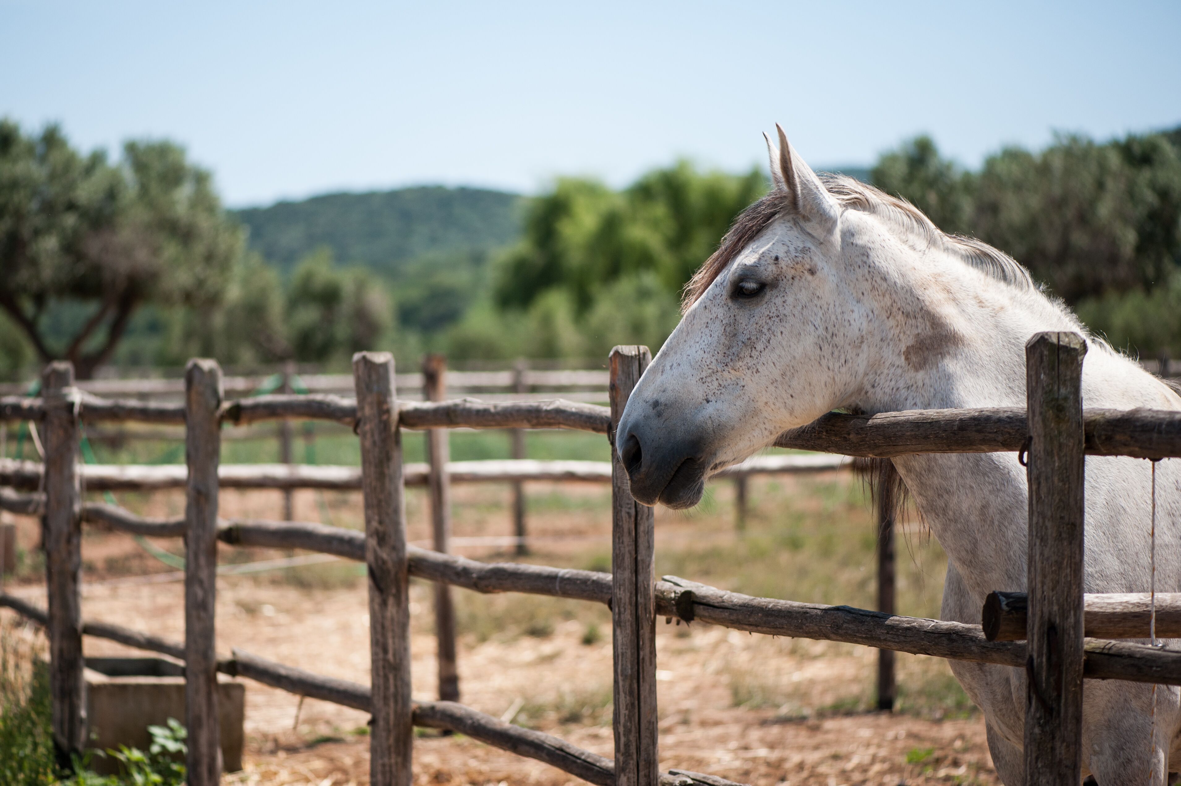 Um cavalo branco atrás de uma cerca de madeira em ambiente rural.