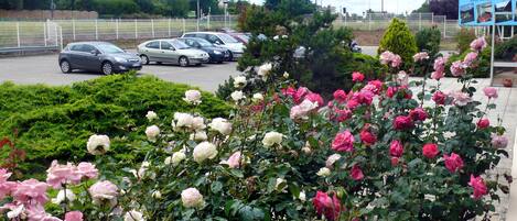 A parking lot with several cars, a sign for 'Les Jardins d'El', and a variety of roses in full bloom.