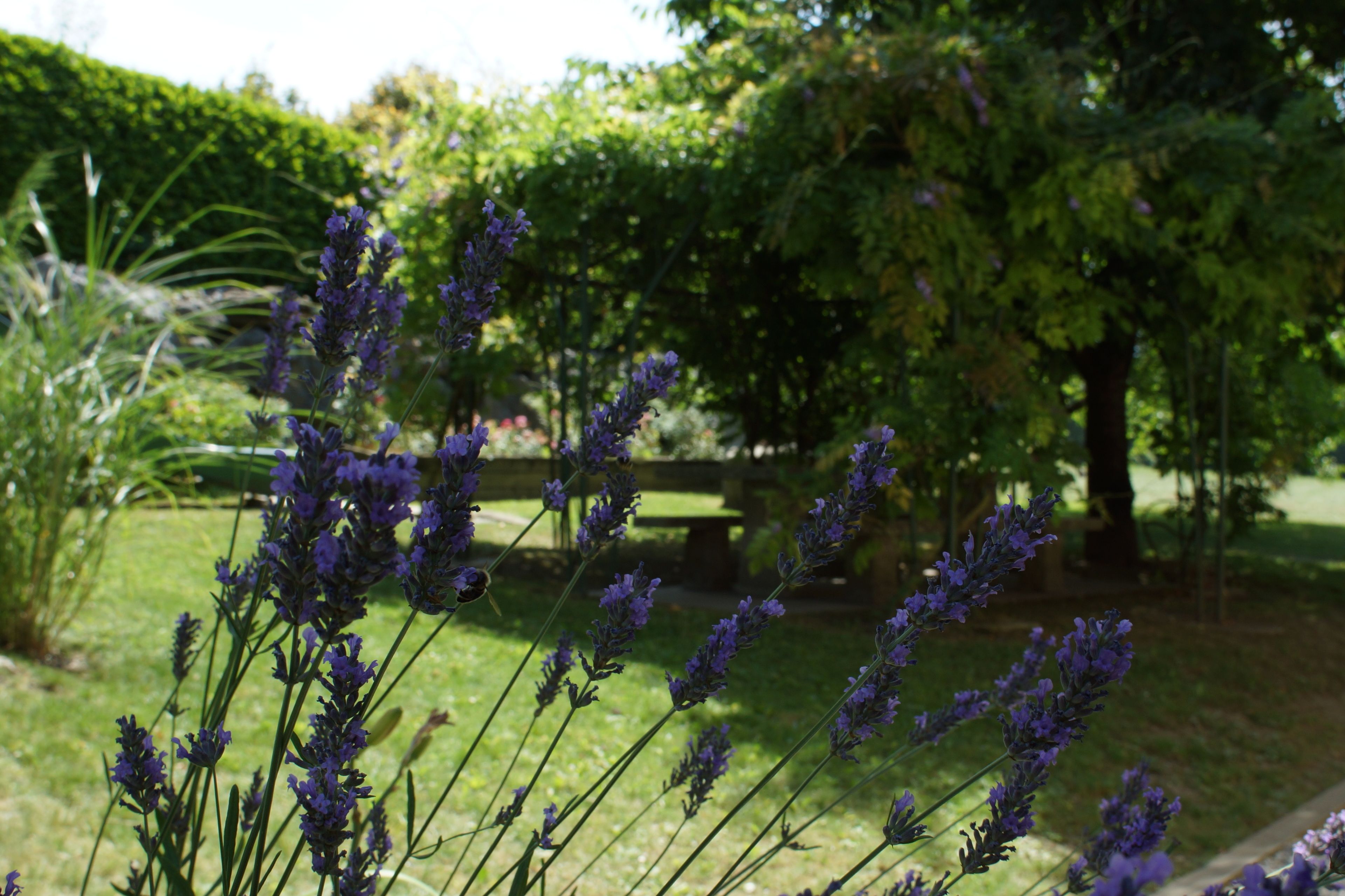Un jardín con plantas de lavanda y un banco al fondo.