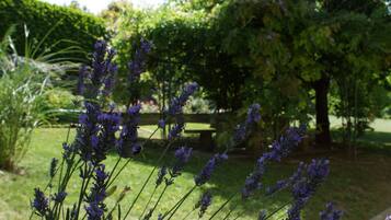 Un jardín con plantas de lavanda y un banco al fondo.