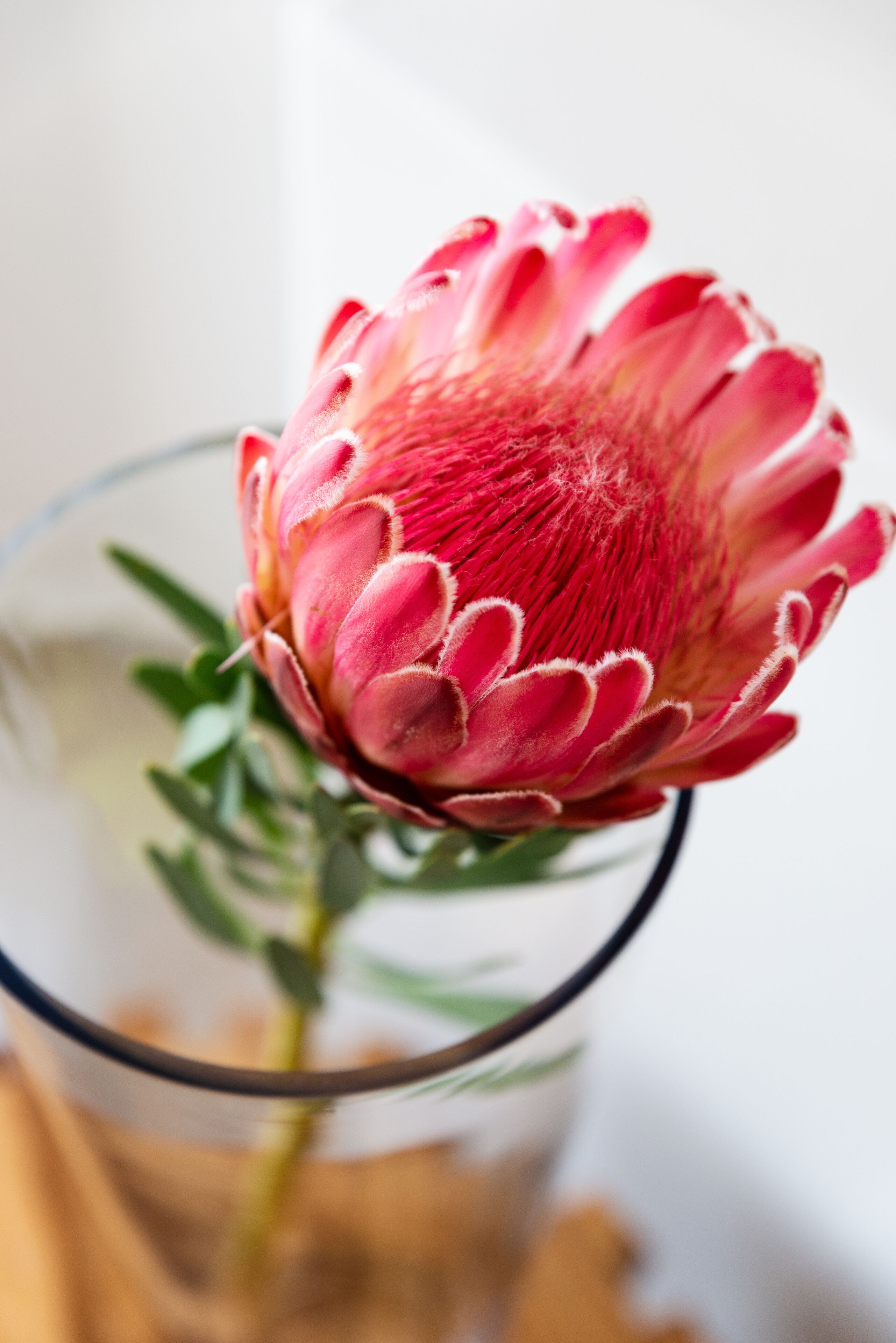 A close-up of a red Protea flower in a glass vase.