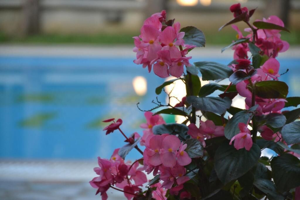 outdoor pool, pool umbrellas, pool loungers