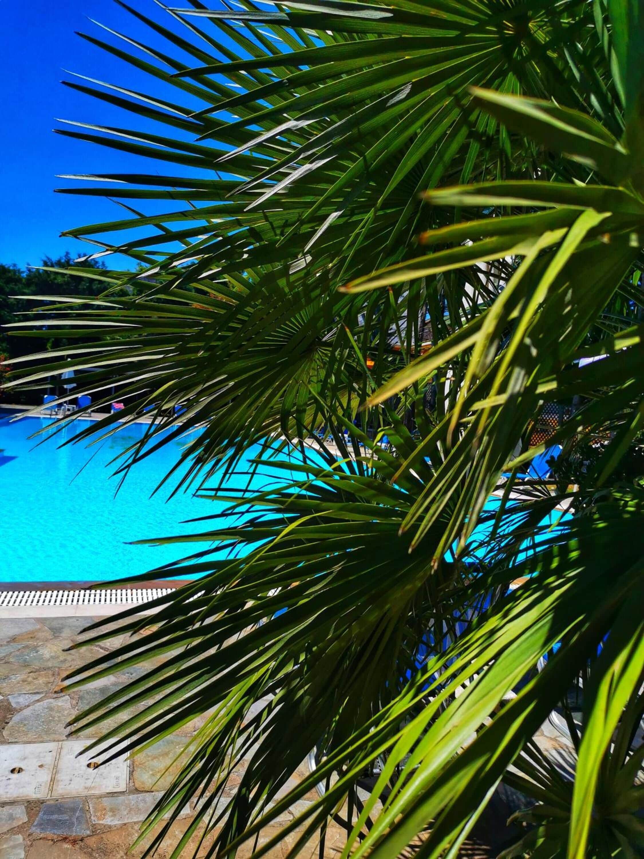 Piscine extérieure, parasols de plage, chaises longues