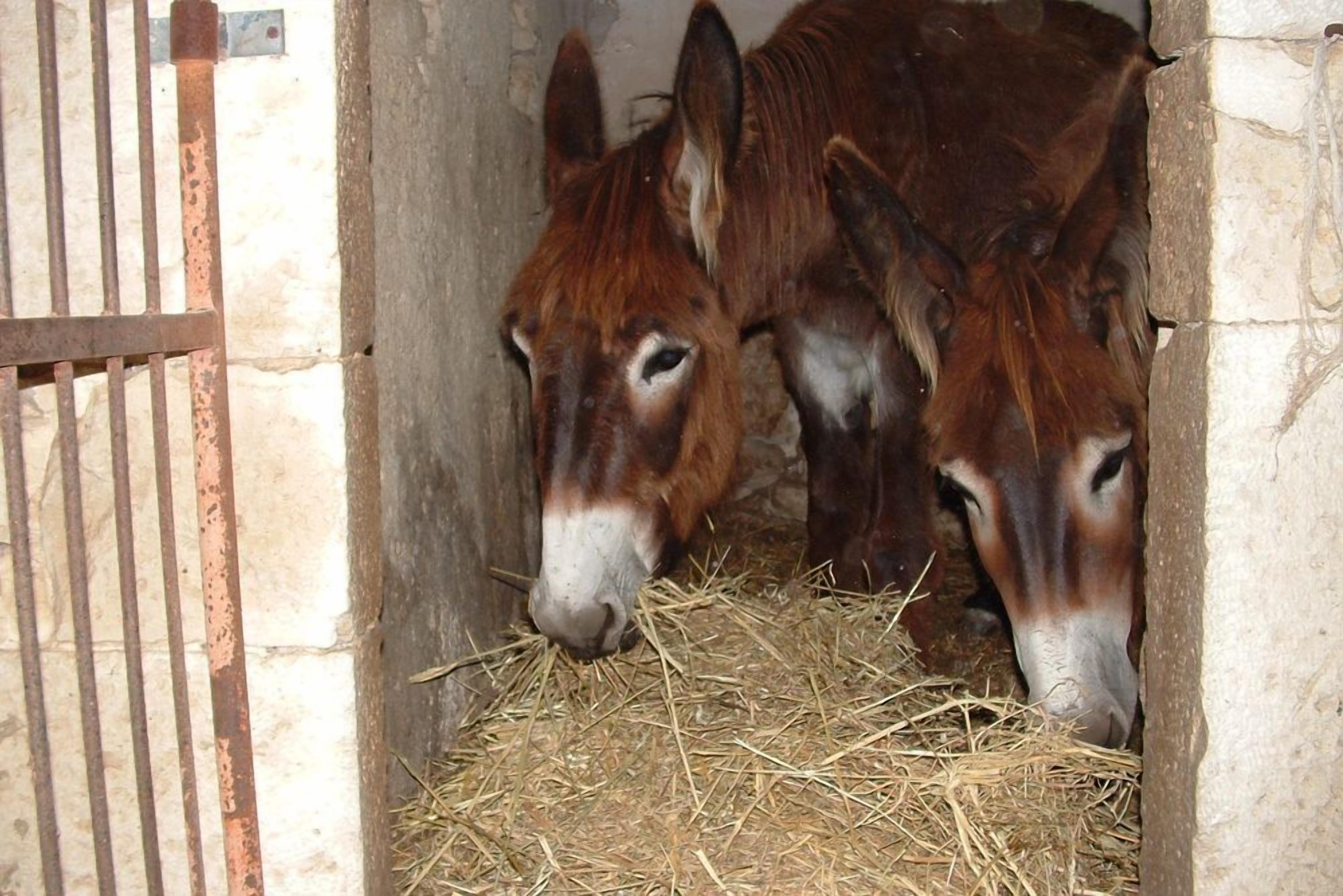 Foto - Casato Licitra