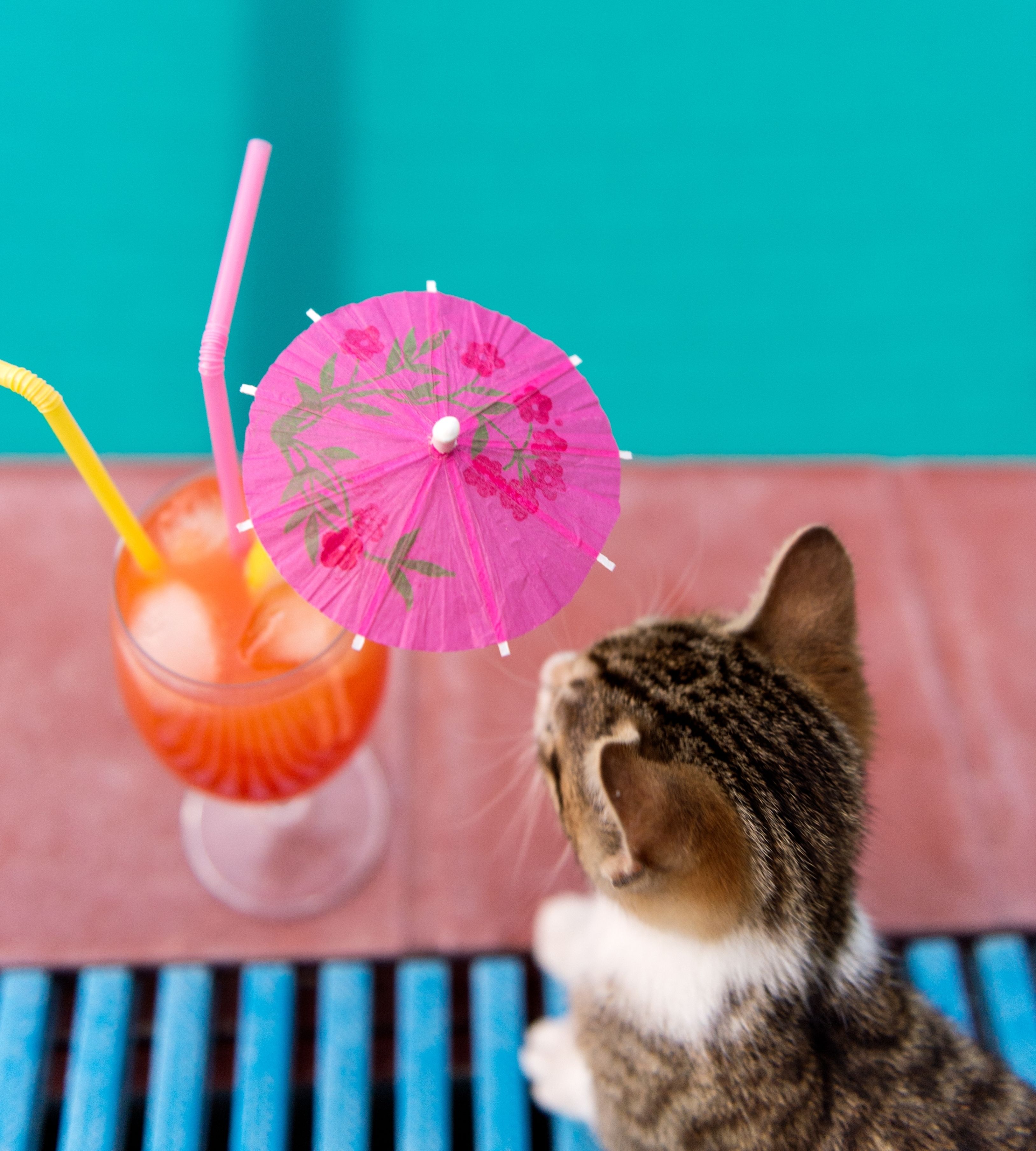 Um gato sentado à mesa com uma bebida e um guarda-sol rosa.