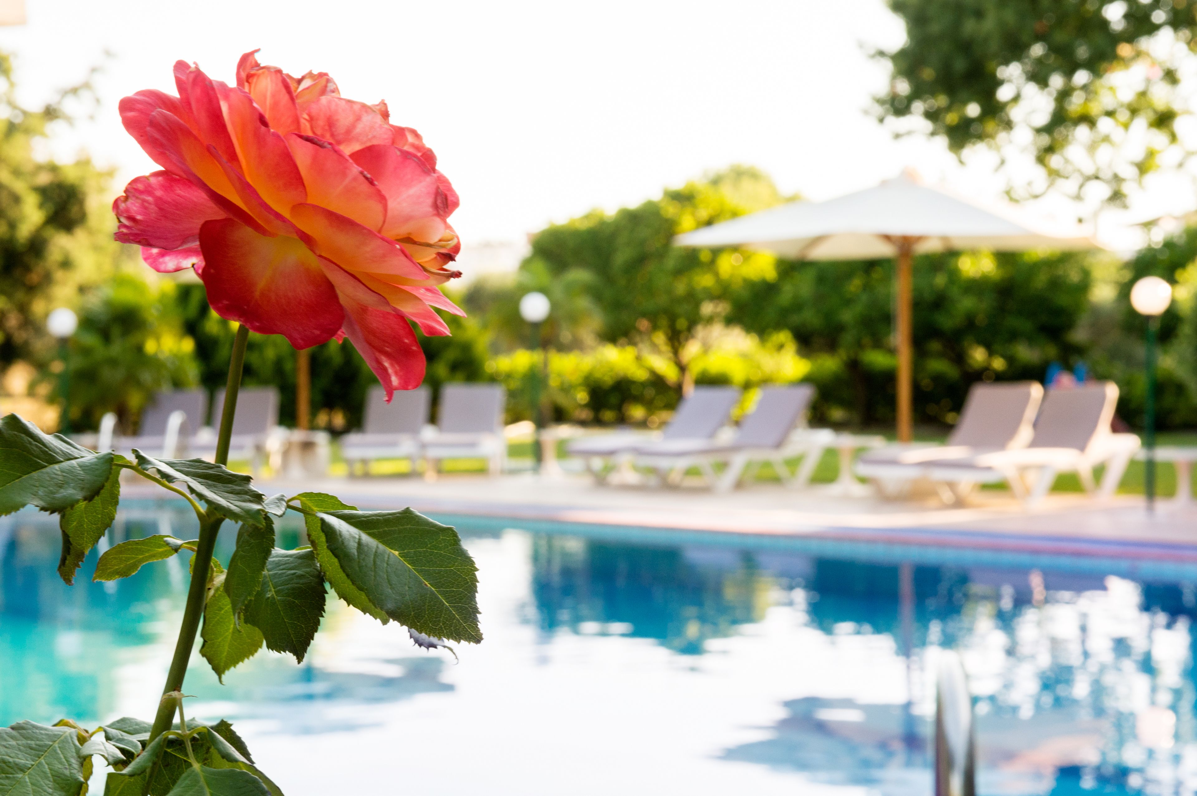 Zona de piscina con una rosa, sillas de descanso y sombrillas.