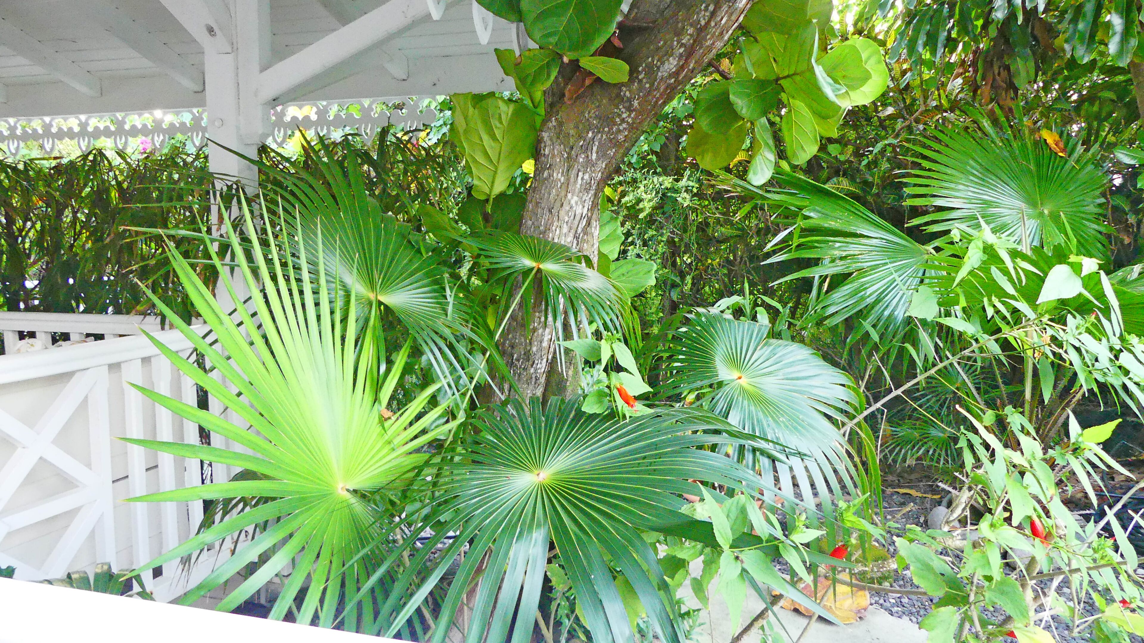 A covered outdoor area with a white fence, various tropical plants, and a tree trunk.