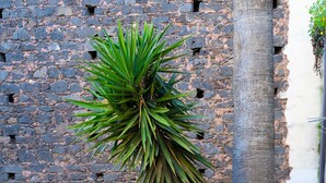 Un patio con muro de piedra, una palmera y diversas macetas con plantas.