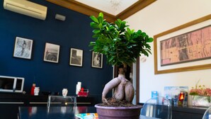Una planta en maceta con un tronco retorcido sobre una mesa en una habitación con cuadros en la pared.
