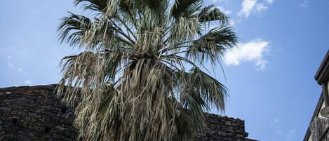 A palm tree in front of a stone building.
