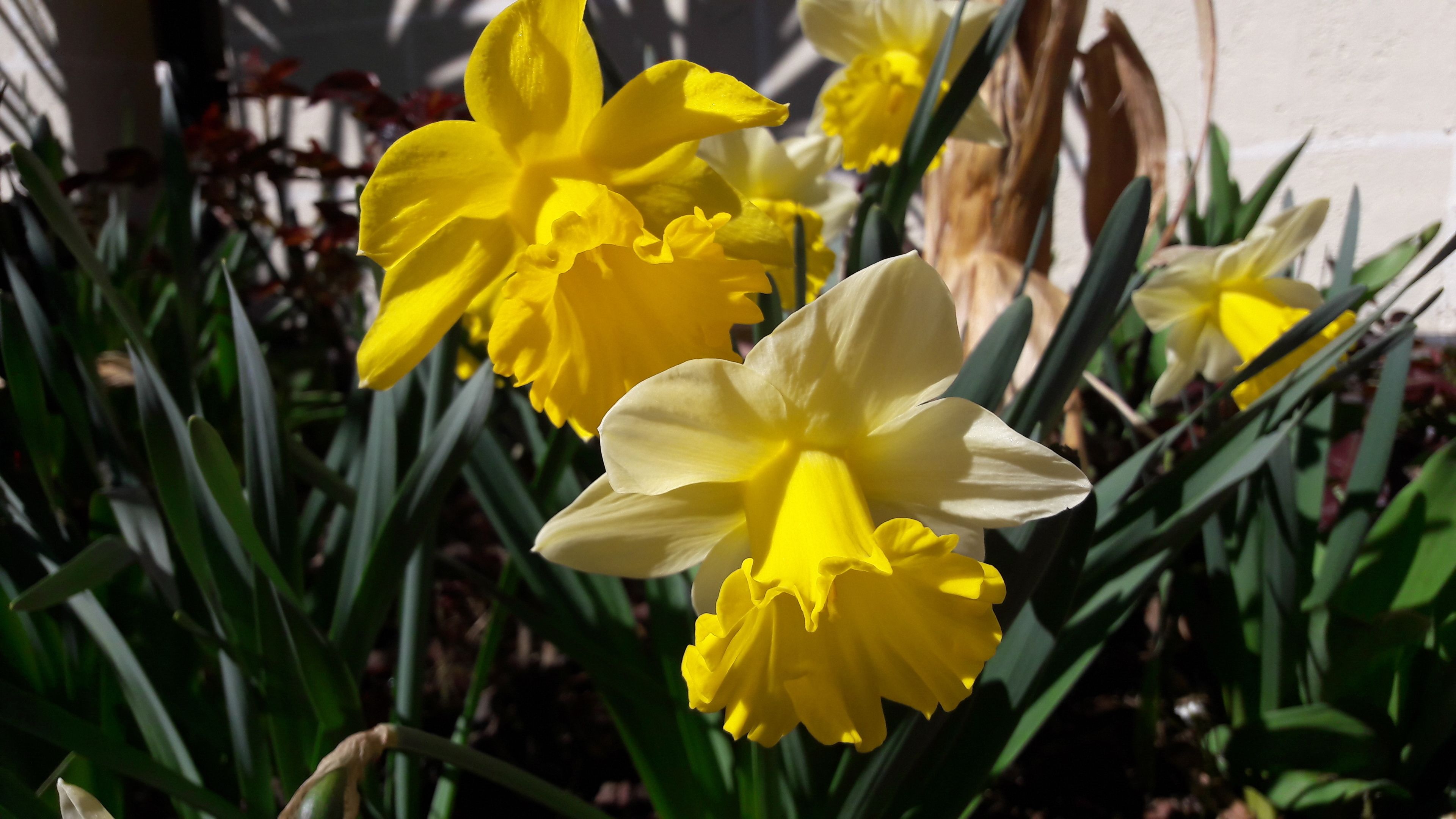 A close-up of yellow daffodils in a garden.
