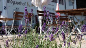 A row of outdoor seating with a building in the background. - Landgasthof Goldener Pflug (Frasdorf)