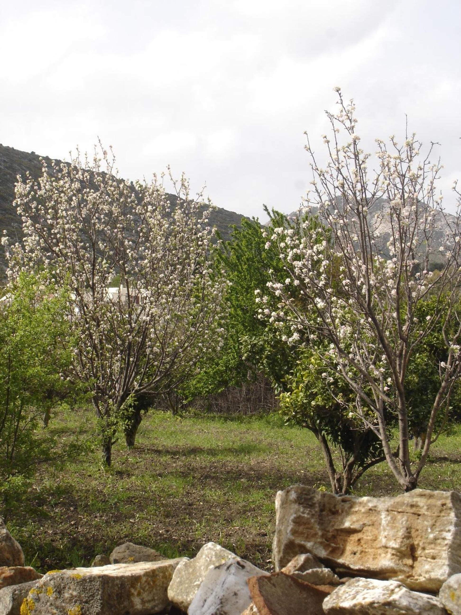 Foto - Panorama Hotel