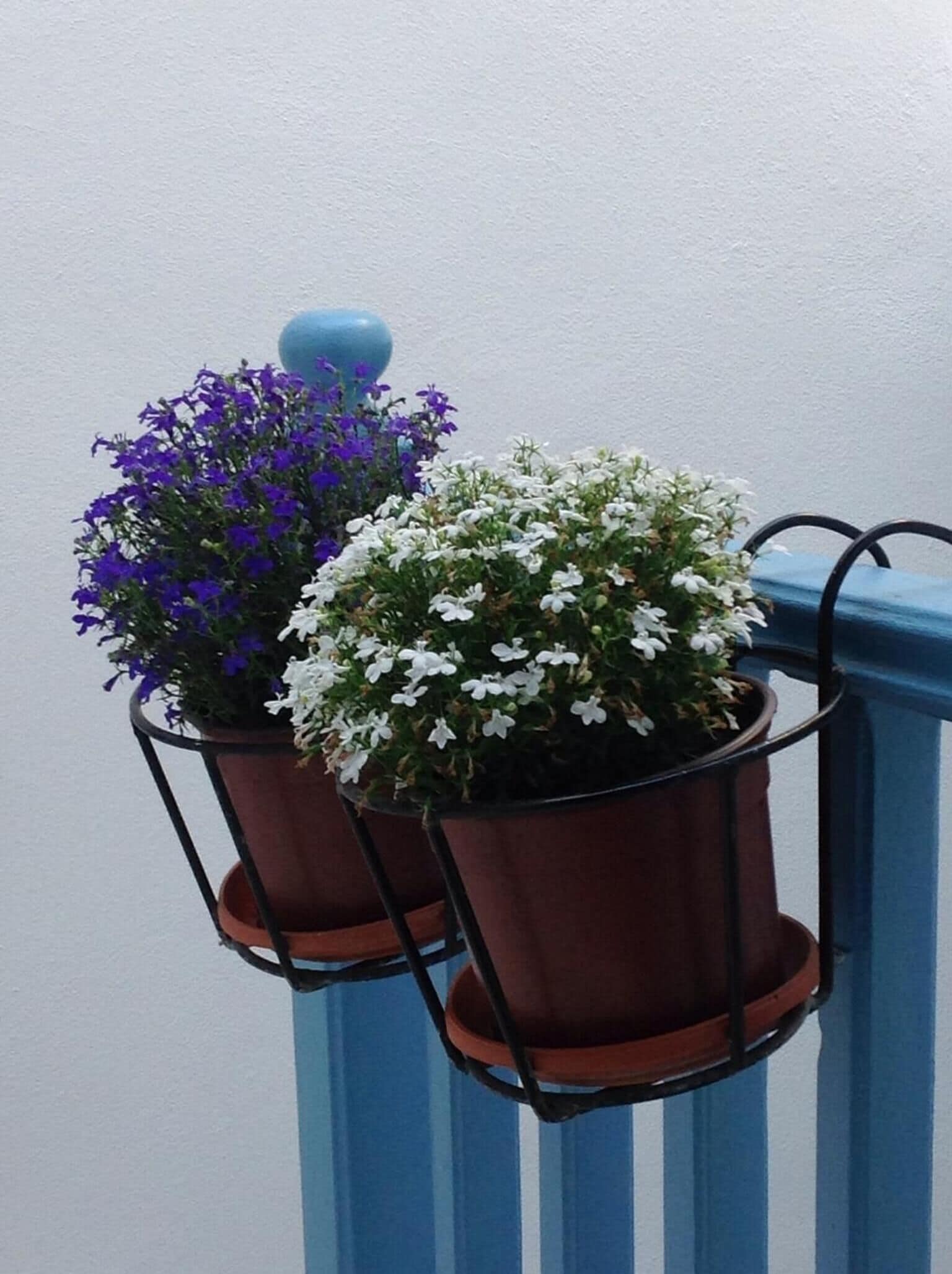 Dos plantas en macetas con flores en una cesta metálica fijada a una barandilla azul.