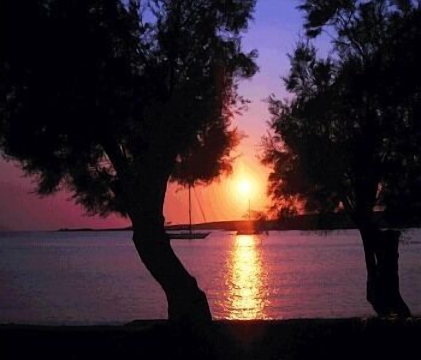Un coucher de soleil sur l’eau, avec des arbres se découpant en silhouette au premier plan.