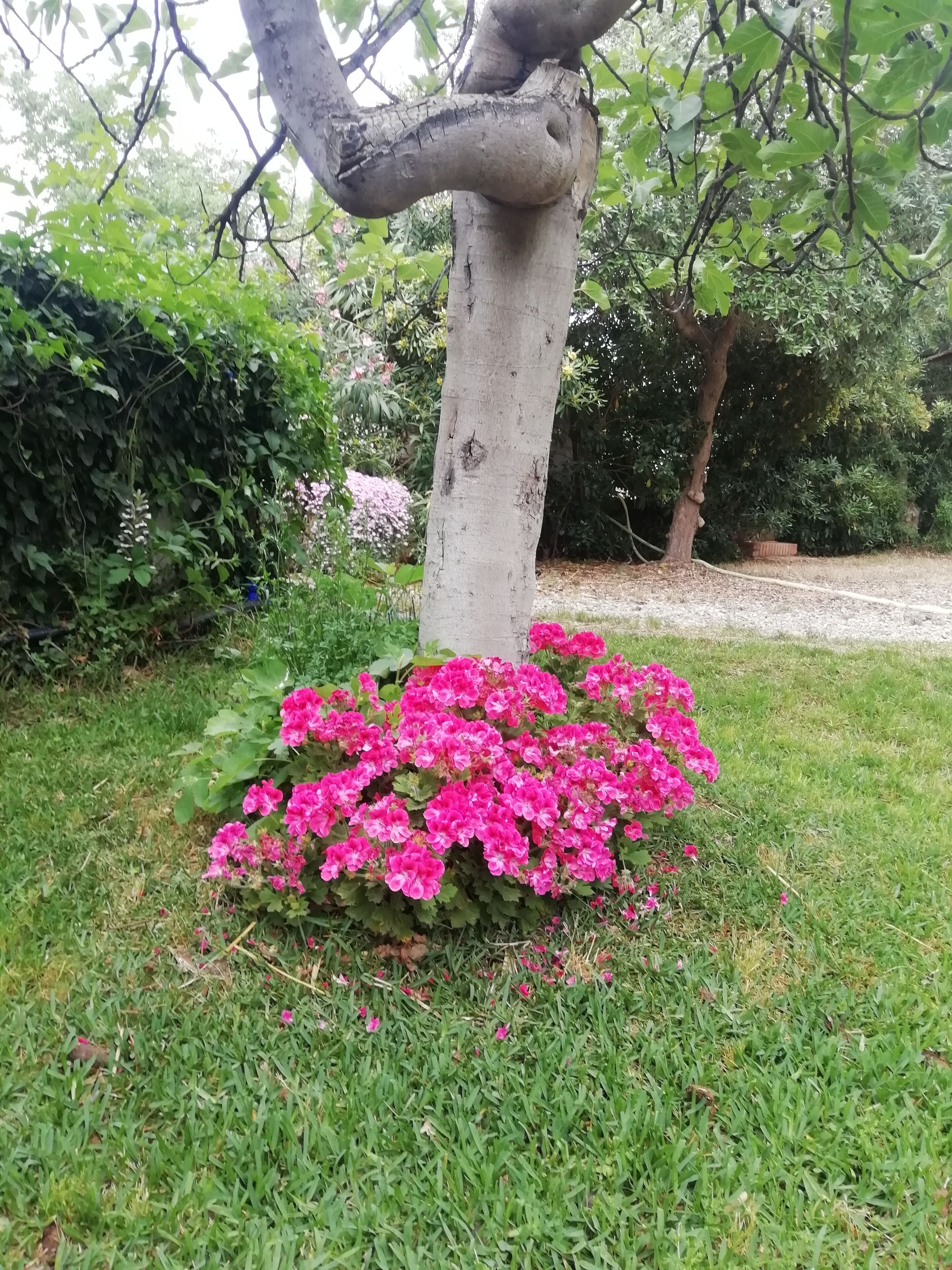 Un arbre dont le tronc a une forme particulière et qui présente des fleurs roses à sa base.